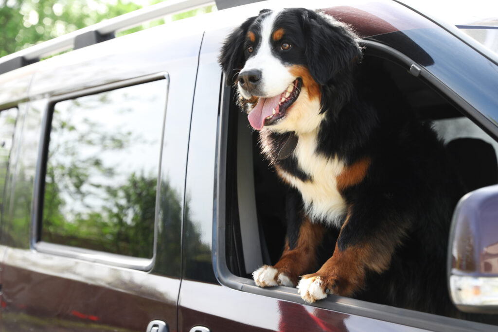 pet in limo