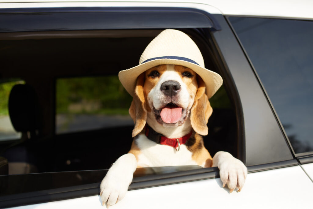 pet transport